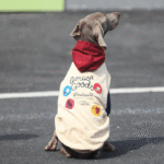 Padded Big Dog Hoodie - Color Block Winter Sweatshirt for Labs, Pitbulls, and Large Breeds - Image 5