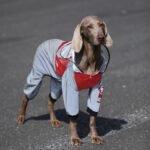 Four-Season Waterproof Jumpsuit - Athletic Rain Protection for Big Dogs & All Breeds