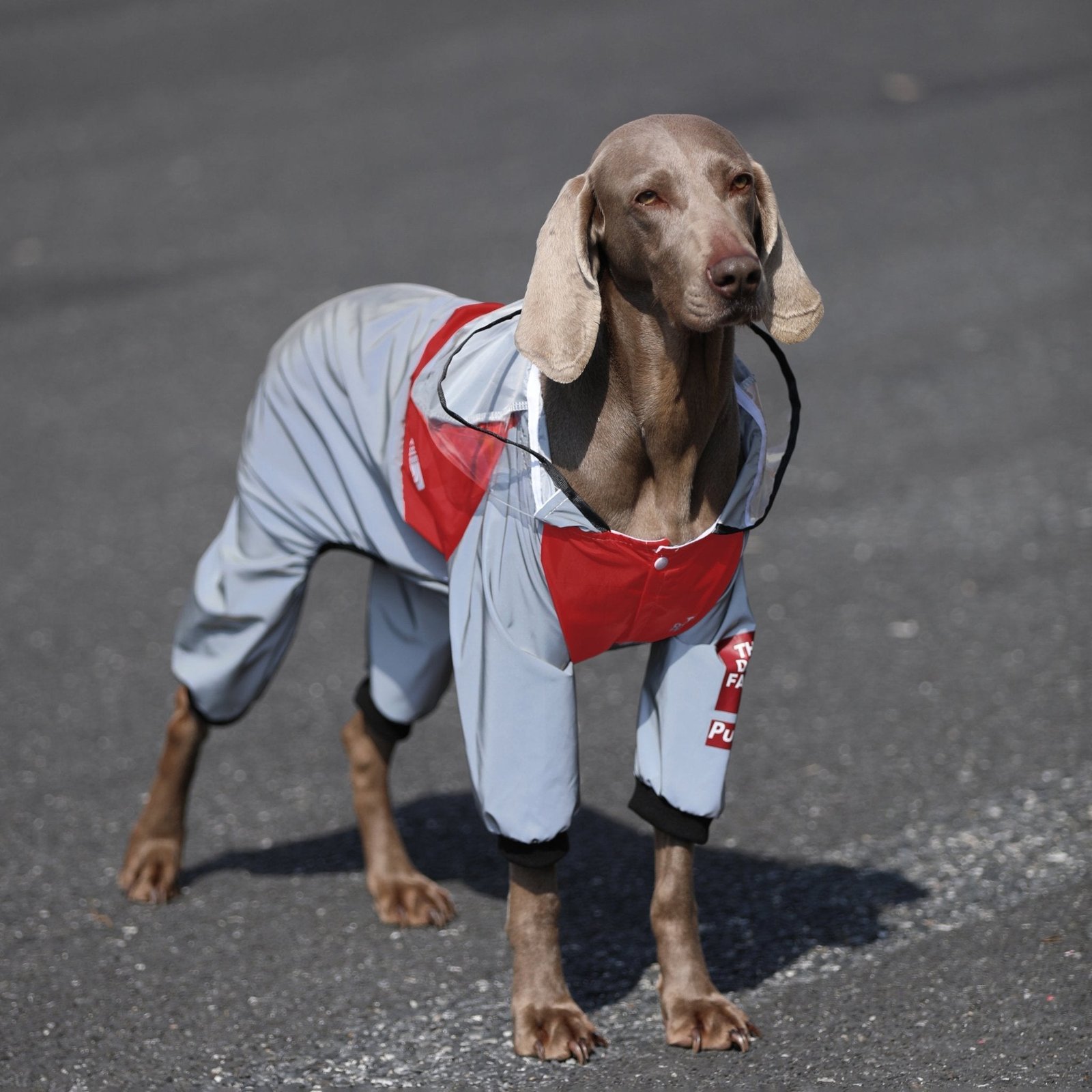 big-dog-raincoats-large-size-clothes-hoodie-waterproof-1652646.jpg Four-Season Waterproof Jumpsuit - Athletic Rain Protection for Big Dogs & All Breeds - Image 1