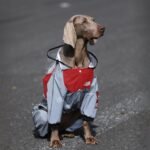 Four-Season Waterproof Jumpsuit - Athletic Rain Protection for Big Dogs & All Breeds - Image 2