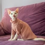 Waffle Knit Cat Shirt - Breathable Cotton High-Neck Pullover for Hairless Sphynx Cats