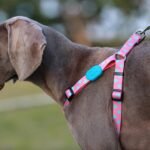 Adjustable Dog Leash | Heavy Duty Nylon Walking Leash with Adjustable Length (86-136cm) for Medium Large Dogs - Image 12