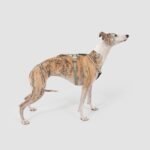 Round Rope Dog Harness | Lightweight Adjustable Y-Harness with Padded Chest & Secure Lock Buckle - Image 2