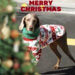 Holiday Fleece Jumpsuit - Festive Christmas Pajamas & Base Layer for All Dog Sizes - Image 4