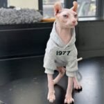 "1977" Cat Hoodie - Fleece-Lined Cotton Sweatshirt for Hairless Sphynx Devon Cats - Image 2