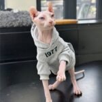 "1977" Cat Hoodie - Fleece-Lined Cotton Sweatshirt for Hairless Sphynx Devon Cats
