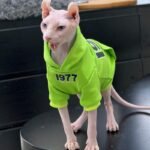 "1977" Cat Hoodie - Fleece-Lined Cotton Sweatshirt for Hairless Sphynx Devon Cats - Image 4