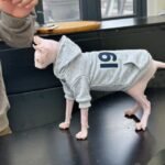 "1977" Cat Hoodie - Fleece-Lined Cotton Sweatshirt for Hairless Sphynx Devon Cats - Image 3