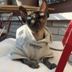 Sphynx Cat Hoodie - Fleece-Lined Cotton Winter Sweatshirt for Hairless Devon Cats - Image 2