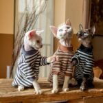 Striped Cat Turtleneck - Warm Cotton Base Layer Shirt for Hairless Sphynx Cats - Image 4