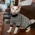 Striped Cat Turtleneck - Warm Cotton Base Layer Shirt for Hairless Sphynx Cats - Image 3