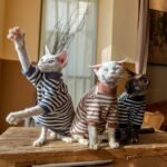 Striped Cat Turtleneck - Warm Cotton Base Layer Shirt for Hairless Sphynx Cats - Image 6