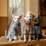 Striped Cat Turtleneck - Warm Cotton Base Layer Shirt for Hairless Sphynx Cats - Image 5
