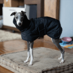 Cotton High Neck Windproof Greyhound Clothes