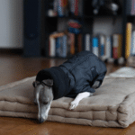 Cotton High Neck Windproof Greyhound Clothes - Image 2