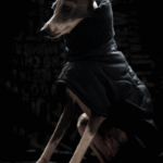 Cotton High Neck Windproof Greyhound Clothes - Image 5