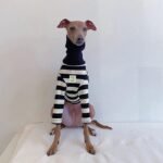 Red & White Striped Dog Sweater - High-Stretch Cotton Turtleneck for Italian Greyhounds - Image 5