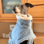 Fleece Jacket Windproof Greyhound Clothes - Image 6