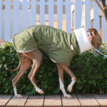 Cotton High Neck Windproof Greyhound Clothes - Image 9