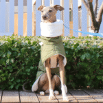 Cotton High Neck Windproof Greyhound Clothes - Image 5