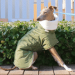Cotton High Neck Windproof Greyhound Clothes - Image 4