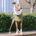 Cotton High Neck Windproof Greyhound Clothes - Image 6