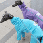 Cotton Sighthound Pajamas - High-Neck Base Layer for Whippets & Italian Greyhounds - Image 5