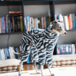 Zebra Print Fleece Dog Jumpsuit - Warm High-Neck Onesie for Italian Greyhounds & Whippets - Image 3