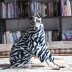 Zebra Print Fleece Dog Jumpsuit - Warm High-Neck Onesie for Italian Greyhounds & Whippets