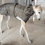 Insulated Quilted Padded Vest - High-Neck Snow & Windproof Coat for Large & Deep-Chested Dogs - Image 2
