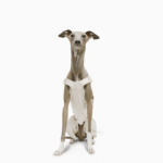 Cotton Pants Outdoor Greyhound Clothes - Image 4