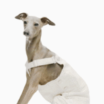 Cotton Pants Outdoor Greyhound Clothes - Image 6