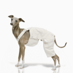 Cotton Pants Outdoor Greyhound Clothes - Image 2