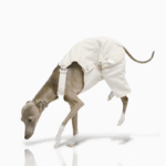Cotton Pants Outdoor Greyhound Clothes - Image 3