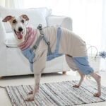 Dog Snowsuit | Full Body Four-Legged Jumpsuit, Warm Winter Pet Coat for Cold Weather - Image 2
