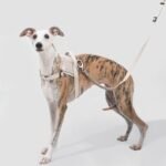 Multi-Use Hands-Free Leash & No-Pull Vest | No-Pull Dog Training Set with Hands-Free Bungee Leash - Image 2