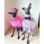 Luxury Pink Feather Trim Dog Sweater - Warm Knit Turtleneck for Italian Greyhounds - Image 3