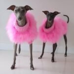 Luxury Pink Feather Trim Dog Sweater - Warm Knit Turtleneck for Italian Greyhounds