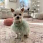 Luxury Pink Feather Trim Dog Sweater - Warm Knit Turtleneck for Italian Greyhounds - Image 13