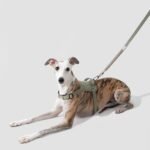 Multi-Use Hands-Free Leash & No-Pull Vest | No-Pull Dog Training Set with Hands-Free Bungee Leash - Image 4