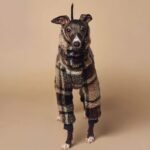 Double-faced Pile High Neck Four-legged jumpsuit Greyhound Clothes - Image 2