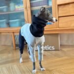 Two-Tone Fleece Lined Dog Jumpsuit - Warm Four-Legged Pajamas for Italian Greyhounds - Image 7