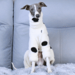 White Polka Dot Fleece Dog Pajamas - Warm High-Neck Jumpsuit for Italian Greyhounds - Image 3