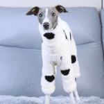 White Polka Dot Fleece Dog Pajamas - Warm High-Neck Jumpsuit for Italian Greyhounds - Image 2