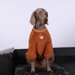 Teddy Fleece Pullover - Cozy Gold-Trim Sweater for Big Dogs - Image 3