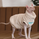 Thickened Sherpa Fleece Cat Clothes - High-Stretch Winter Pullover for Hairless Sphynx & Devon Cats - Image 4