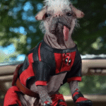 Deadpool Dog Cosplay Costume Set - Full Body Outfit with Boots & Harness for Small Dogs - Image 9