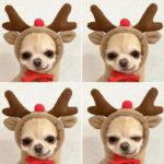 Funny Snail Halloween Pet Costume - Headband & Shell Outfit for Corgis & Small Dogs - Image 11