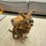 Funny Snail Halloween Pet Costume - Headband & Shell Outfit for Corgis & Small Dogs - Image 7