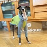 Cotton Color-block With hood Greyhound Clothes - Image 4